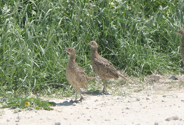 Roadside surveys show wildlife, habitat changes